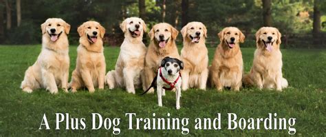 Dog Training Plus
